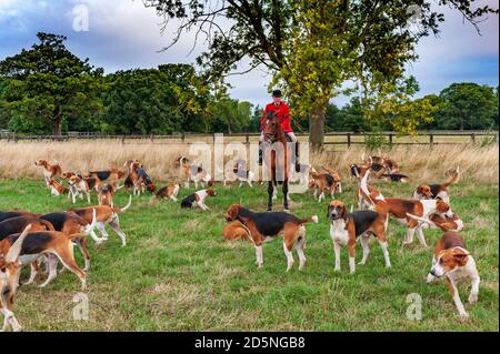 Belvoir, Grantham, Lincolnshire - die Belvoir Hounds, warten auf Morgenübungen mit Jäger John Holliday Stockfoto