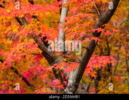 Herbst, Wald Hintergrund und schöne rote Ahornbäume. Naejangsan-Nationalpark, Südkorea. Stockfoto