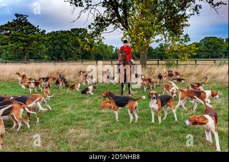 Belvoir, Grantham, Lincolnshire - die Belvoir Hounds, warten auf Morgenübungen mit Jäger John Holliday Stockfoto