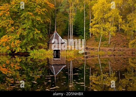 Herbstfarben auf Waldbelaubung am Loch Dunmore in Faskally Wood bei Pitlochry in Perthshire, Schottland, Großbritannien Stockfoto