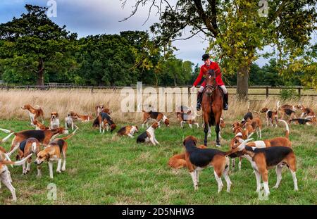 Belvoir, Grantham, Lincolnshire - die Belvoir Hounds, warten auf Morgenübungen mit Jäger John Holliday Stockfoto