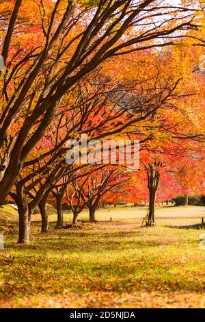 Herbstlandschaft. Park mit bunten Ahornbäumen. Naejangsan-Nationalpark, Südkorea. Stockfoto