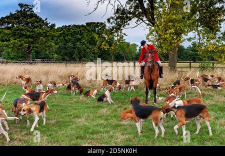 Belvoir, Grantham, Lincolnshire - die Belvoir Hounds, warten auf Morgenübungen mit Jäger John Holliday Stockfoto