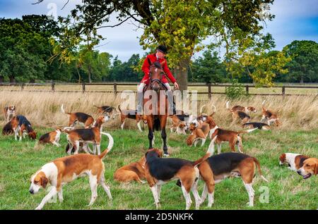 Belvoir, Grantham, Lincolnshire - die Belvoir Hounds, warten auf Morgenübungen mit Jäger John Holliday Stockfoto