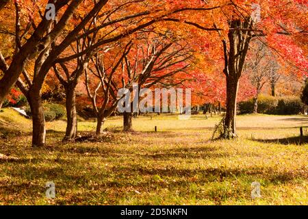 Herbstlandschaft. Park mit bunten Ahornbäumen. Naejangsan-Nationalpark, Südkorea. Stockfoto