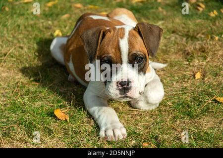 Junger Hund liegt auf dem Gras, sonnige Aussicht Stockfoto