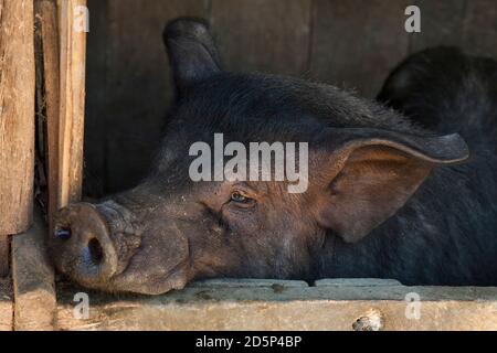 Horizontale Nahaufnahme des Kopfes eines traurigen schwarzen Schweins, das in seinem Corral darauf wartet, bei einem Torajan-Begräbnisritual, Sulawesi, Indonesien, geopfert zu werden Stockfoto