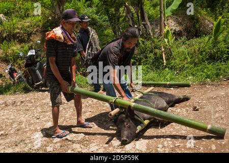 Horizontale Aufnahme eines schwarzen Schweins, das an Bambusstielen gebunden ist, um bei einem Torajan-Begräbnisritual im Dorf Kanuruan Viesta auf Sulawesi geopfert zu werden Stockfoto