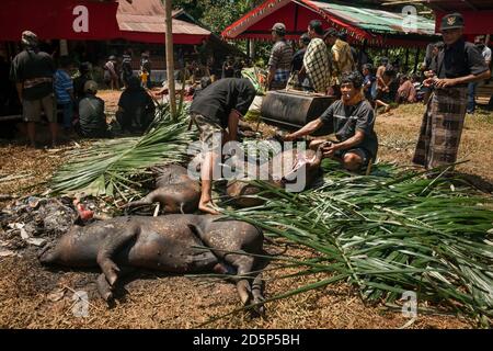 Horizontaler Schuss von drei Männern, die einige verbrannte schwarze Schweine schneiden In Stücke, nachdem sie in einem Torajan Begräbnisritual geschlachtet wurden Im Dorf Kanuruan Viesta Stockfoto