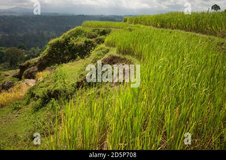 Panoramablick auf einige schöne grüne Torajan terrassenförmig angelegten Reisfelder, Tana Toraja, Sulawesi, Indonesien Stockfoto