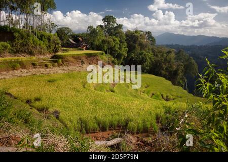 Panoramablick auf einige wunderschöne terrassenförmige Reisfelder von Torajan, Tana Toraja, Sulawesi, Indonesien – 23. August 2014: Stockfoto