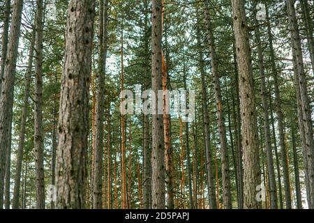 Baumstämme aus goldenem Kiefernwald, selektiver Fokus Stockfoto