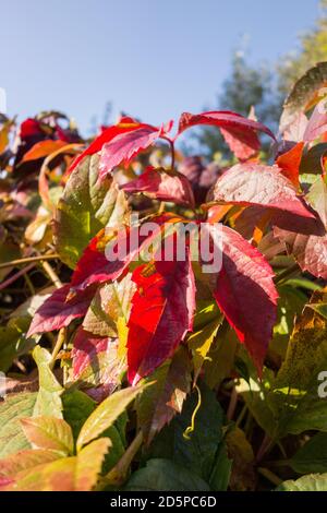 Nahaufnahme eines purpurroten Virginia-Kriechtieres (Parthenocissus) Stockfoto