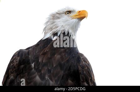 Das Crystal Palace Adler Maskottchen Kayla Stockfoto