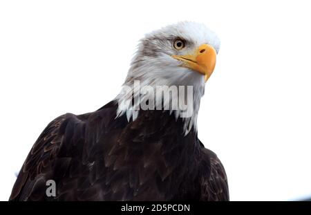 Das Crystal Palace Adler Maskottchen Kayla Stockfoto