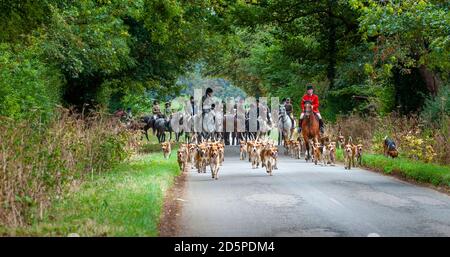 Harston, Grantham, Lincolnshire - die Belvoir Hounds, draußen für morgendliche berittene Hundeübung Stockfoto