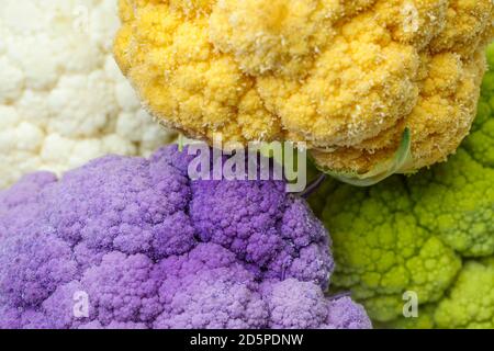 Frisch gefärbter Blumenkohl auf dem Markt Stockfoto