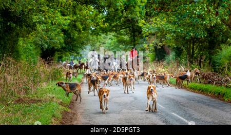 Harston, Grantham, Lincolnshire - die Belvoir Hounds, draußen für morgendliche berittene Hundeübung Stockfoto