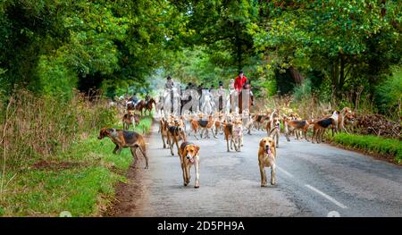 Harston, Grantham, Lincolnshire - die Belvoir Hounds, draußen für morgendliche berittene Hundeübung Stockfoto