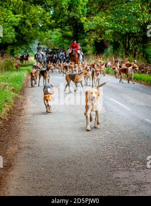 Harston, Grantham, Lincolnshire - die Belvoir Hounds, draußen für morgendliche berittene Hundeübung Stockfoto