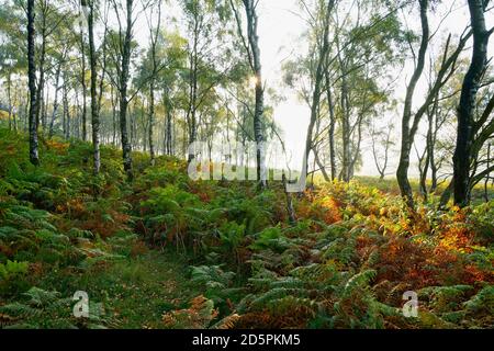 Herbstsonne späht von hinten Silberbirken auf einem Nebliger Hügel in Derbyshire Stockfoto