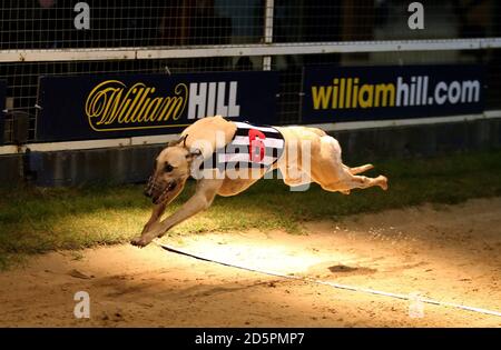 William Hill Hotbox Bet 480 Maiden Div 2 Gewinner Mystical Billy im Wimbledon Greyhound Stadium Stockfoto