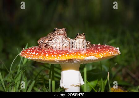 Frösche auf dem Pilz Stockfoto