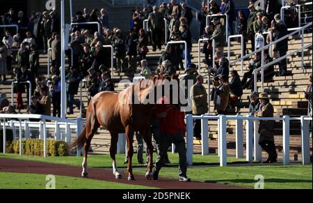 Ein Pferd im Paradering während der Vollblut-Züchter Verein NH Hengst Parade während der Land Tag der Geöffnet auf der Cheltenham Rennbahn Stockfoto