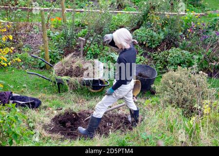 Ältere ältere Frau, die im Herbst mit einer Schubkarre voller Unkraut einen Strauch im Garten Pflanzen will, jäten muss. Carmarthenshire Wales UK KATHY DEWITT Stockfoto