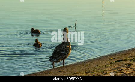 Entenfamilie Waschen bei Sonnenaufgang, in der Nähe der Stadt Fluss Stockfoto