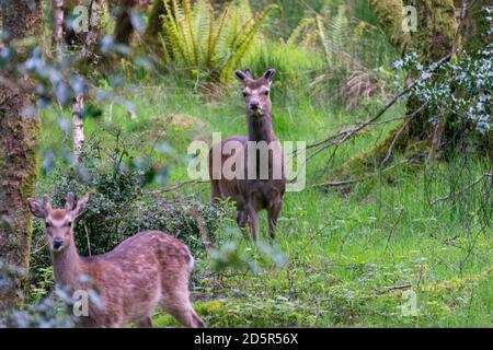 Nahaufnahme von zwei Hirschen im Wald. Hirsche in den wicklow Bergen in Irland. Stockfoto