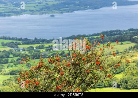 Blick über Lough Derg von Tountinna, Tonn Toinne, mit einem Vogelbeerbaum, Sorbus aucuparia, mit roten Beeren, in den ARRA Mountains auf dem Lough Derg w Stockfoto