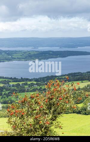 Blick über Lough Derg von Tountinna, Tonn Toinne, mit einem Vogelbeerbaum, Sorbus aucuparia, mit roten Beeren, in den ARRA Mountains auf dem Lough Derg w Stockfoto