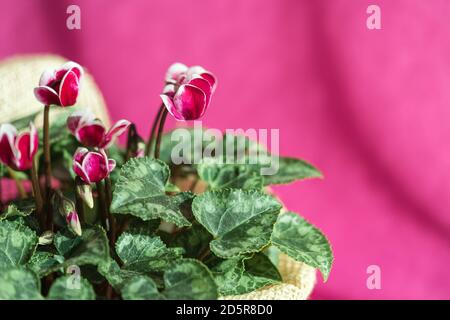 Zimmerpflanzen Cyclamen mit lila rosa Blüten und grünen Blättern in einem Keramik-Blumentopf. Stockfoto