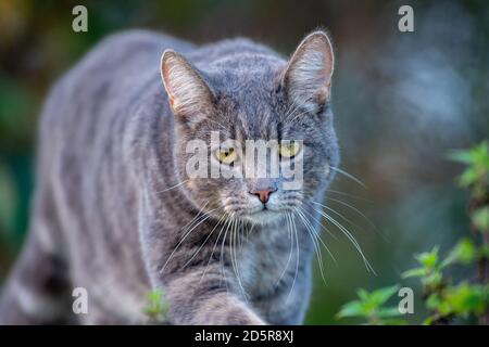 Katze zu Fuß auf dem Feld und auf der Suche nach etwas zu jagen und zu essen. Katze leben auf einem Bauernhof. Wie ein Haustier. Stockfoto