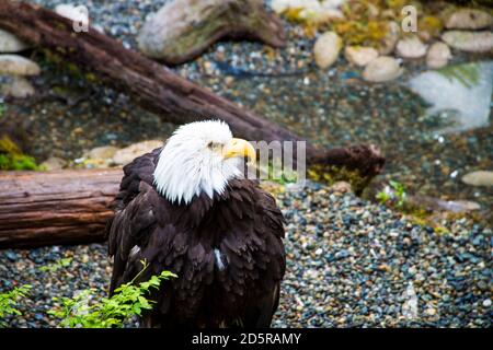 Ein Weißkopfseeadler, der auf dem Boden steht, mit Baumstämmen und Kies im Hintergrund. Stockfoto