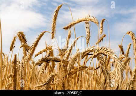 Weizen in einem Feld in großer Hitze und Trockenheit Stockfoto