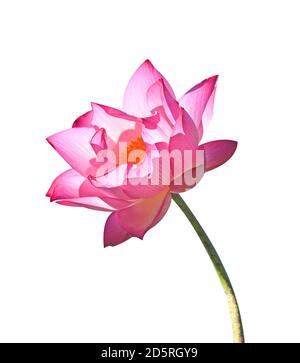 Pink Lotus Isolate auf weißem Hintergrund Stockfoto