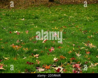 Nahaufnahme von Rasengras mit gefallenen Blättern im Herbst. Stockfoto