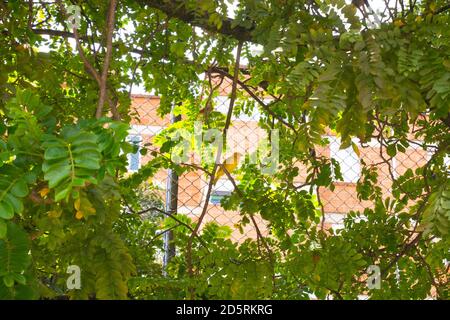 Der Safranfink (Sicalis flaveola) ist auf einer TR Stockfoto