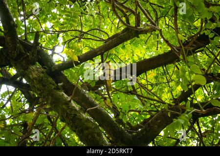 Der Safranfink (Sicalis flaveola) ist auf einem Baum Stockfoto