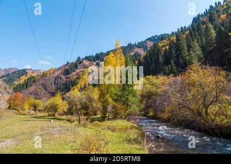 Herbstliche Berglandschaft. Schöne Birken- und Fichtenbäume. Mountain River. Kirgisistan. Stockfoto