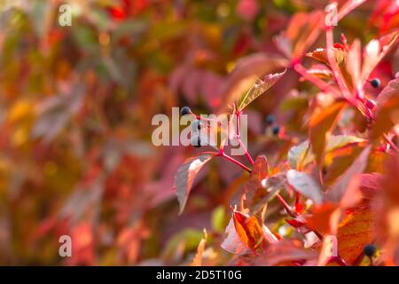 Bunte Herbstblätter verschwommen Hintergrund.Outdoor.Natural Hintergrundbild der Herbst Blätter fallen perfekt für den saisonalen Gebrauch. Platz für Text.frischer Herbst Stockfoto
