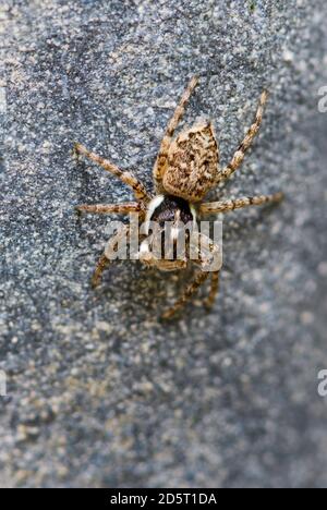 Spinne - Menemerus semilimbatus, schöne kleine Spinne aus europäischen Wiesen und Wiesen, Insel Pag, Kroatien. Stockfoto