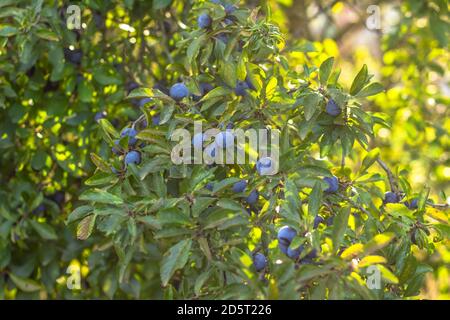 Prunus spinosa, genannt Schlehdorn oder Schlehe. Blaue Beeren des Schlehdorns reifen auf Büschen selektiver Fokus. Frische Schlehdornbeeren mit Zweig, Zweig und Stockfoto