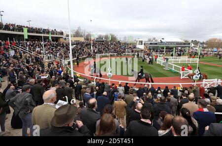 Pferde in der Parade Ring während der Umschulung der Rennpferde Parade am ersten Tag des Cheltenham Festivals 2017 Stockfoto