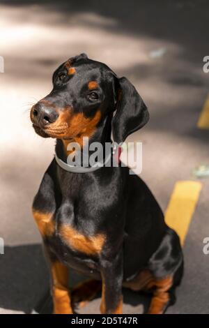 Schöner reinrassige Hund. 4 Monate alter Dobermann. dobermann Welpe Stockfoto