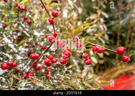Rote Beeren auf schneebedeckten Ästen. weihnachtlicher Hintergrund Stockfoto
