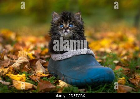 Graues sibirisches Kätzchen, das in einem blauen Gummischuh sitzt und gerade aussieht Stockfoto