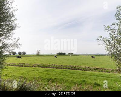 Schwarze und weiße Kühe grasen auf einer Wiese in Abcoude, Niederlande Stockfoto